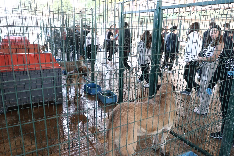 Çiftlikköy Belediyesi Can Dostlara Desteğini Sürdürüyor