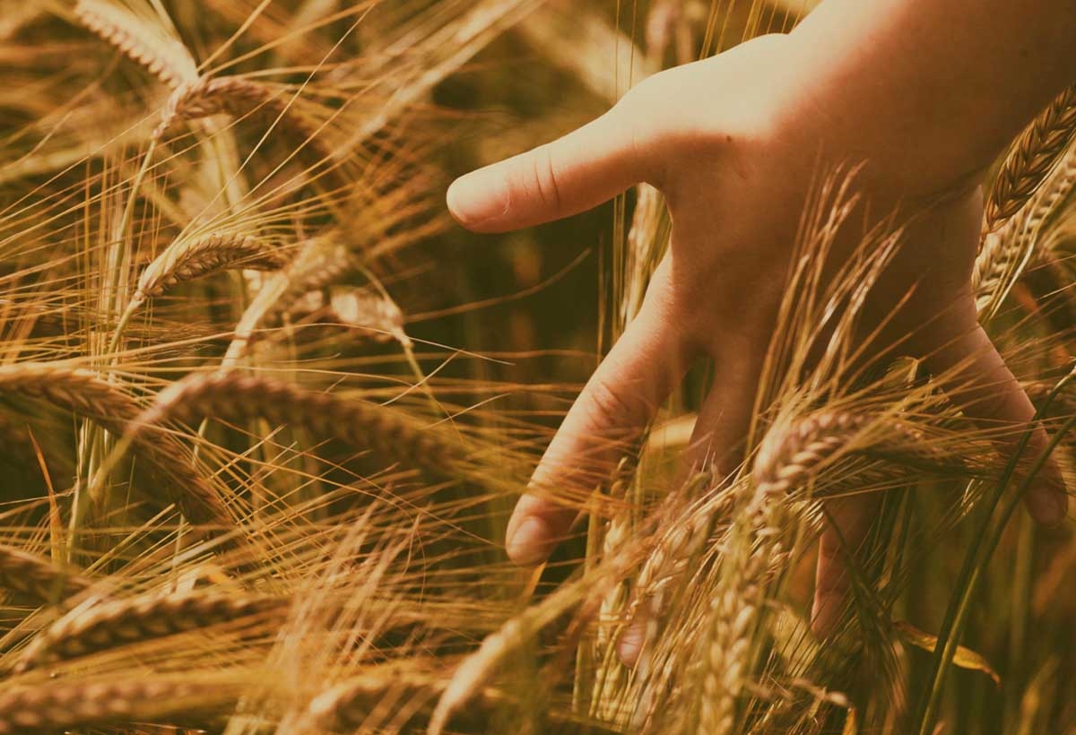 Ata Tohumu Ahmet Buğdayı Projesi Tamamlandı 