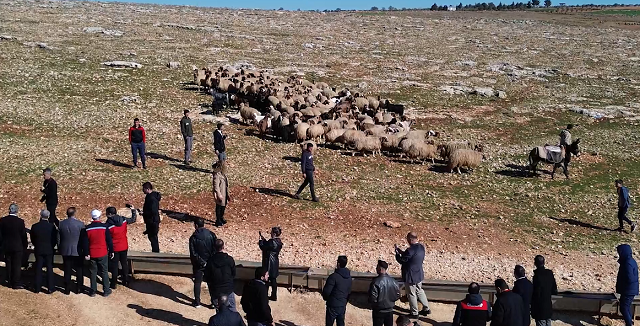 ŞAHİNBEY BELEDİYESİ 75 MİLYON METREKARELİK MERA ALANINI GÜBRELEDİ