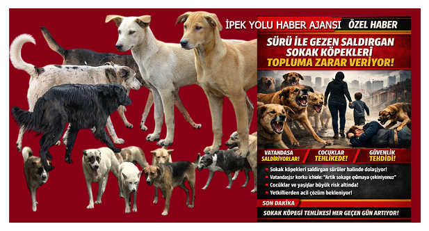 SAHPSİZ SOKAK KÖPEKLERİ BARINAKTA DAHA İYİ BESLENİR VE BAKILIR 