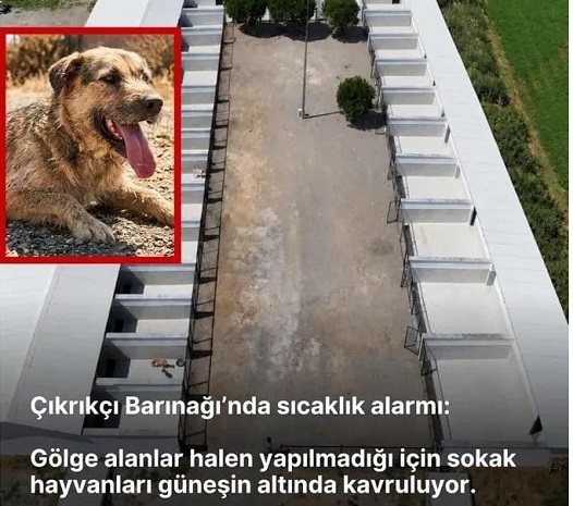 Çıkrıkçı Barınağı’ndaki Sokak Hayvanları Sıcak Havalarda Gölgelik Bekliyor