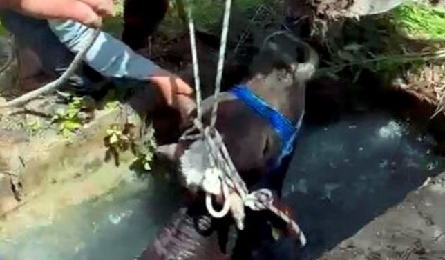  AVCILARDA SU KUYUSUNA DÜŞEN İNEĞİ İTFAİYE EKİPLERİ VE VATANDAŞLAR KURTARDI   
