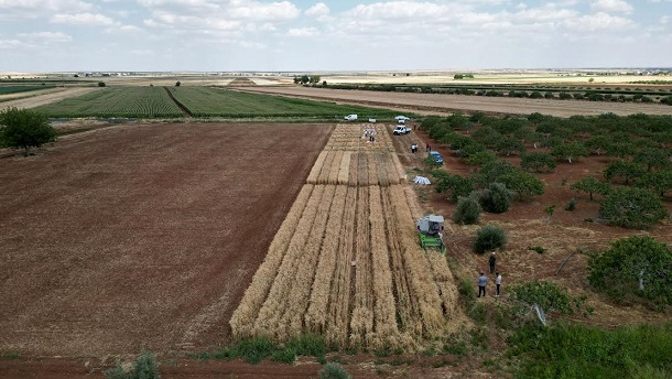 GAZİANTEP BÜYÜKŞEHİR, BÖLGE İÇİN EN İYİ BUĞDAY ÇEŞİDİNİ ARAŞTIRIYOR! VERİM VE KALİTESİ EN YÜKSEK BUĞDAY ADAYLARI TESCİLLENECEK