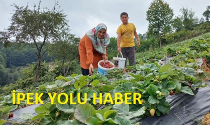 Samsun’da çilek üretimi artıyor