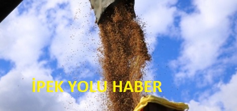 KONURALP PİRİNCİ HASATI BAŞLADI