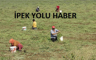 Gaziantep’in ilçelerinde yer fıstığı yetiştiren çiftçiler hasat yapıyor