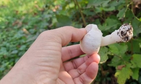  DÜZCE’DE MANTAR ZEHİRLENMESİNE KARŞI UYARI