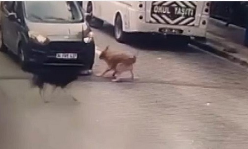    PENDİK’TE BİR SÜRÜCÜ YAVRU KÖPEĞE ÇARPIP KAÇTI