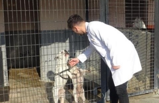 AVCILARDA SAHİPSİZ KALAN İKİ KÖPEĞİ SAHİPLENMEK İÇİN ONLARCA BAŞVURU YAPILDI
