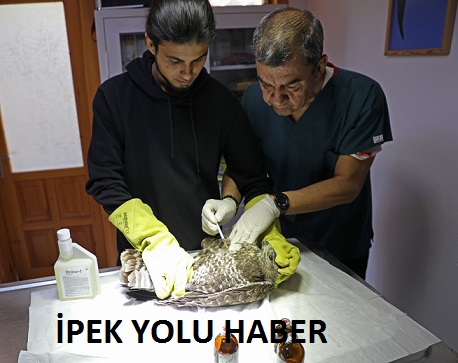 Büyükşehir Belediyesi yaralı yaban hayvanlarını tedavi ediyor  Nesli tükenmekte olan  kara akbaba tedavi altında