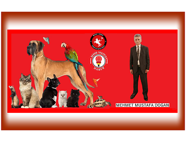 NERE DE GERÇEK HAYVAN SEVER GÖRELİM BAKİM