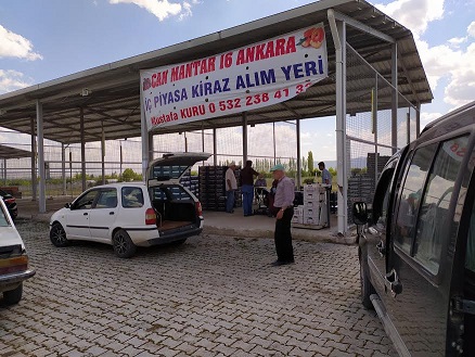 Kiraz Hasadı Başladı