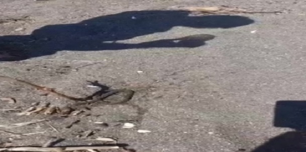 DÜZCE’DE DENİZE GİREN BİR KİŞİYİ YILAN ISIRDI