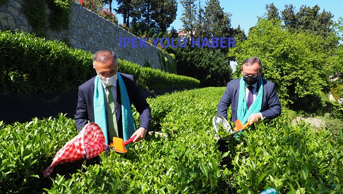 Çay Hasadı Başladı