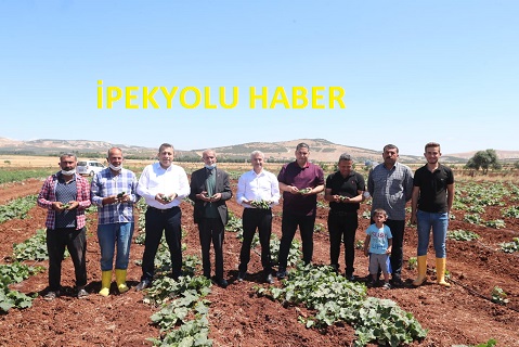 BAŞKAN TAHMAZOĞLU DAĞITTIĞI SEBZE FİDELERİNİN HASADINA KATILDI