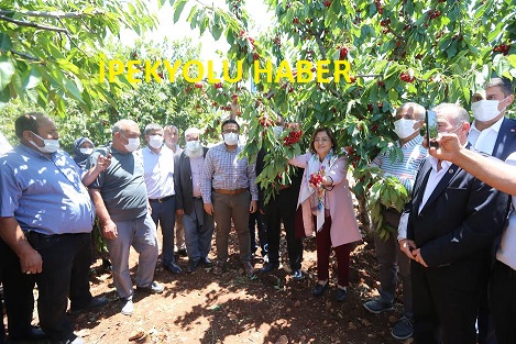 -BÜYÜKŞEHİR’DEN KİRAZ ÜRETİCİLERİNE DESTEK!  -BAŞKAN ŞAHİN: ÇİFTÇİ MUTLU OLMAZSA ÜLKE MUTLU OLAMAZ