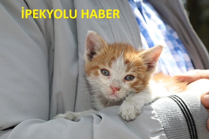 TÜRKİYE’NİN EN BÜYÜK HAYVAN BARINAĞINA “HAYTAP” DESTEĞİ!