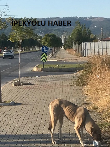 MERSİNDE STADYUM CİVARI DA  HAYVANLAR ZOR DURUMDA