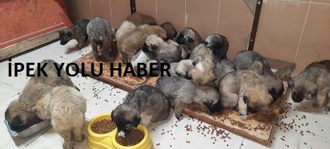 ERZURUM BÜYÜKŞEHİR BELEDİYESİ DONMAK ÜZERE OLAN 63 YAVRU KÖPEĞİ SON ANDA ÖLÜMDEN KURTARDI