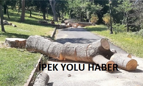 EMİRGANDA AĞAÇ KATLİAMI
