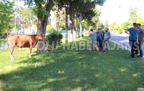 SAHİBİNİN ELİNDEN KAÇAN KURBANLIK BOĞAYI YAKALAMAK HİÇTE KOLAY OLMADI