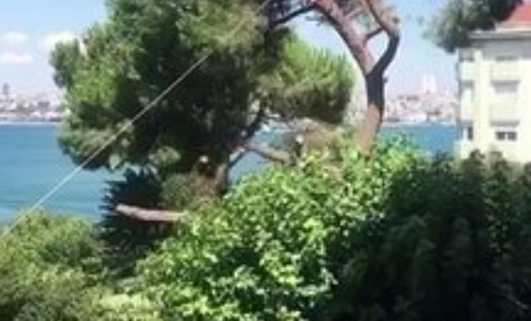 BEŞ ASIRLIK ÇAM AĞACI KESİLDİ.