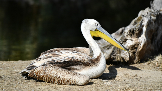Yaralı flamingo ve iki pelikan tedavi altında