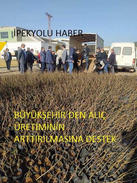 BÜYÜKŞEHİR’DEN ALIÇ ÜRETİMİNİN ARTTIRILMASINA DESTEK