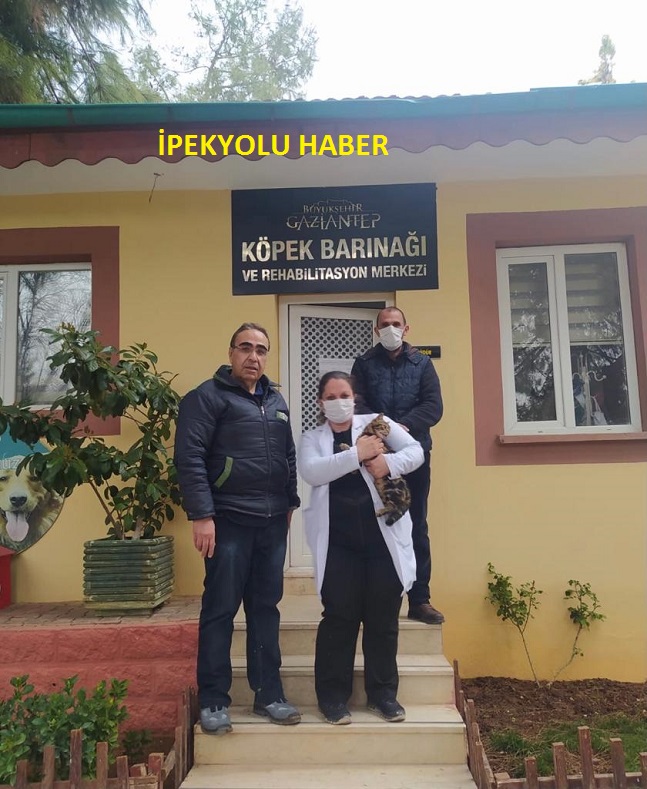 -SOPAYLA EZİYET EDİLEN KEDİ, GAZİANTEP HAYVANAT BAHÇESİ’NDE EMİN ELLERDE!