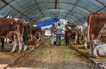 Kepez’in kurban pazarında satışlar başladı