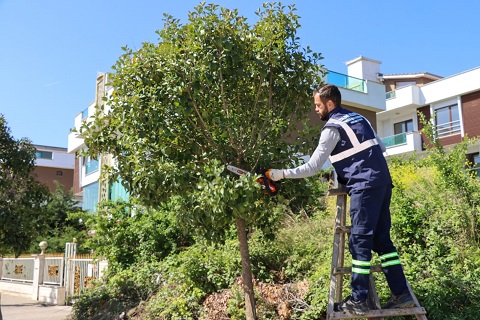 YALOVA BELEDİYESİ BUDAMA VE OT BİÇME ÇALIŞMALARINI SÜRDÜRÜYOR