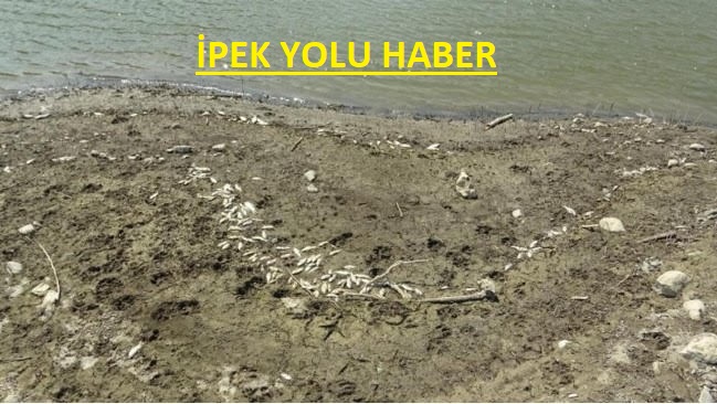    Bursa’da balık ölümleri  tedirginlik yarattı. Bölge halkı panik yaşadı.