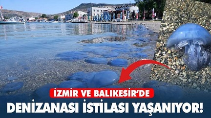 İzmir, Bursa, Balıkesir sahilleri S.O.S veriyor, Denizanası istilası yaşanıyor! Vatandaşlar tedirgin..