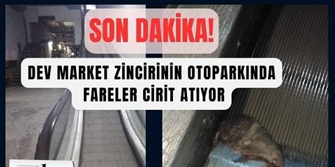 Dev Market Zincirinin Otoparkında Fareler Cirit Atıyor
