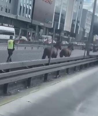  İKİ BAŞI BOŞ AT TRAFİĞİ ALT ÜST ETTİ