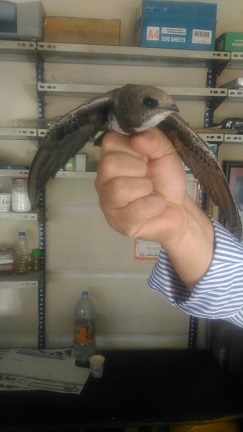 GAZİANTEP'İN ARTIK BİR EBABİL KUŞU VAR!