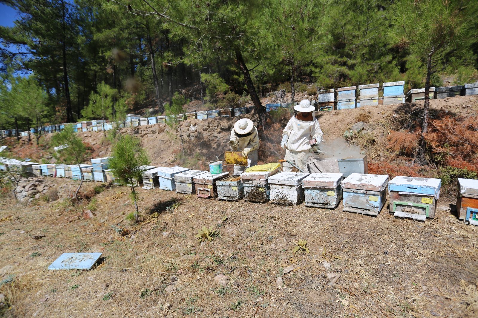 MUĞLA İL TARIM VE ORMAN MÜDÜRLÜĞÜ’NDEN ARICILARA ‘İLKBAHAR’ UYARILARI 