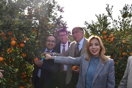 BODRUM’DA MANDALİNA HASAT ŞENLİĞİ YAPILDI 