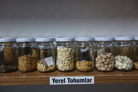 MUĞLA’NIN YEREL TOHUMLARINA ULAŞMAK ARTIK DAHA KOLAY