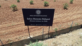 Sakız Fidanı Üretimine Başlandı