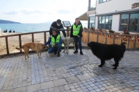 BODRUM’DA SOKAK HAYVANLARI UNUTULMUYOR