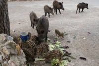 BELEDİYEDEN YABAN DOMUZU ÖNLEMİ