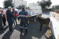 YARALI BULUNMUŞTU, ŞİMDİ YENİ SAHİBİNİ ARIYOR