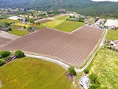 Muğla Büyükşehirle Üzüm Bağları Yeniden Canlanıyor