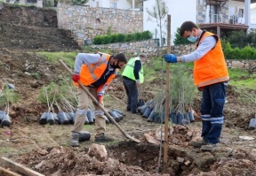 BODRUM BELEDİYESİ`NDEN FİDAN VE AĞAÇ DİKİMİ