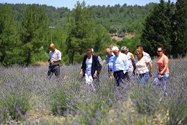 Muğla’da Büyükşehir 97 Bin 599 Aromatik Bitki Dağıttı