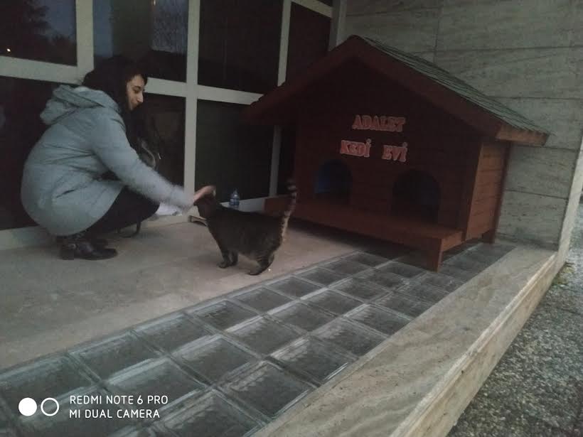 Kedi Adalet Muğla Adliyesinin Maskotu oldu.