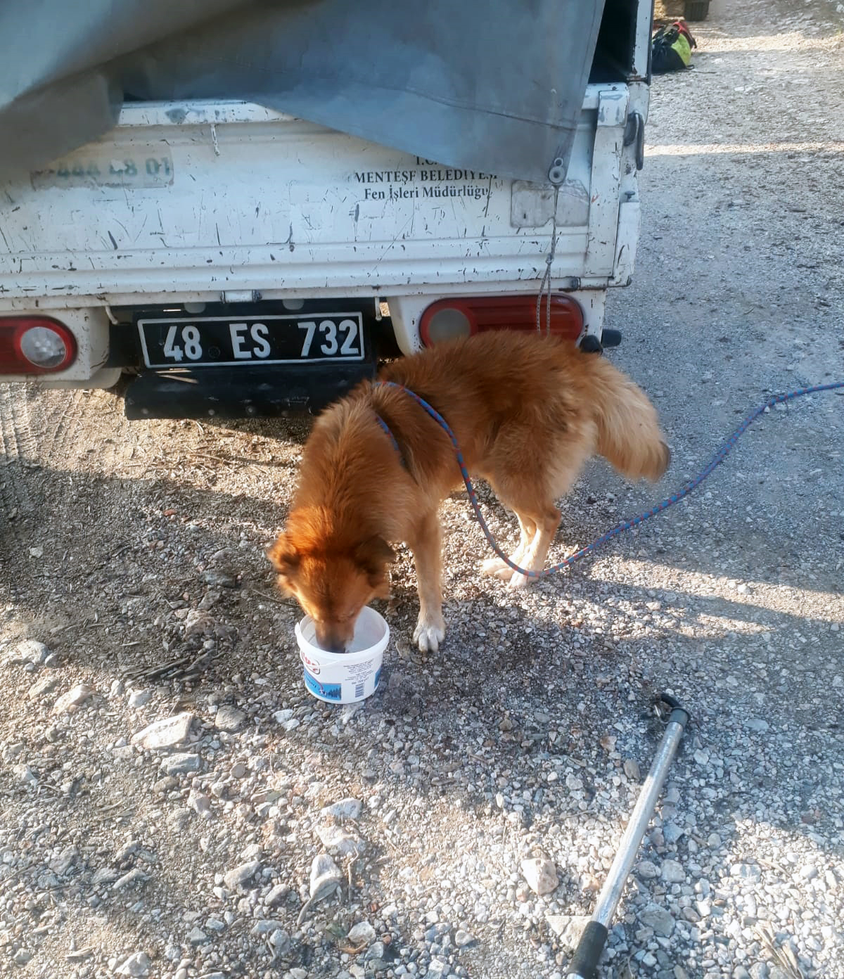 Menteşe Ekipleri Kayalıklarda Mahsur Kalan Köpeği Kurtardı