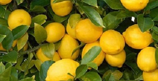  Haziranda en fazla limonun fiyatı arttı