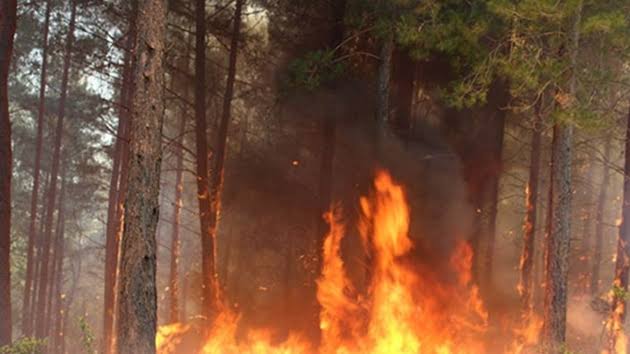 Pakdemirli:19 Ayda 9636 Hektar Orman  Alanı Yandı 